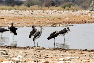 Marabou storks (Leptoptilos crumeniferus) at the waterhole - Namibia Africa