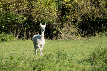 Obraz na płótnie Canvas a white and two brown shorn alpacas stand on a pasture and look curiously into the camera