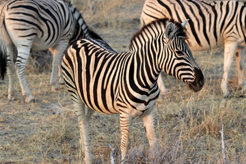 Fototapeta na wymiar Zebra baby - Namibia Africa