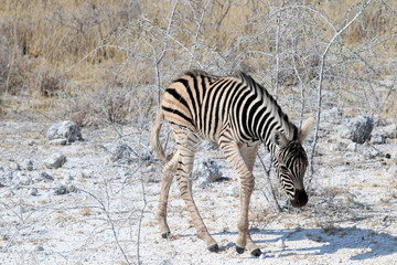 Fototapeta na wymiar Zebra baby - Namibia Africa