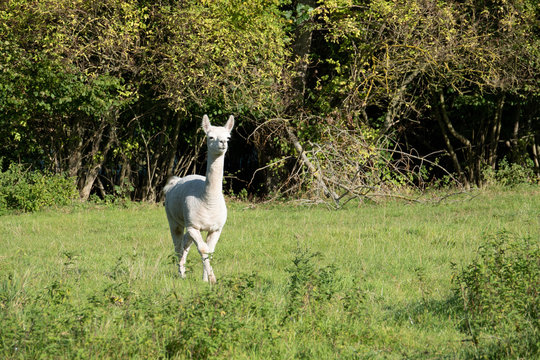 a white and two brown shorn alpacas stand on a pasture and look curiously into the camera