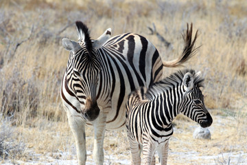 Fototapeta na wymiar Zebra with baby - Namibia Africa