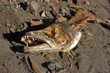 Blick in das Maul eines toten Hechtes (Esox lucius)