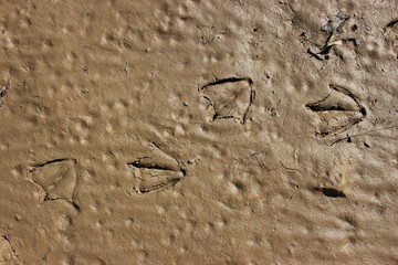 Fährte einer Gans am Ufer des leeren Edersees
