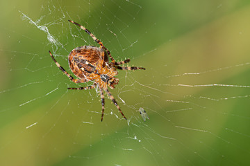 a large cross spider sits in her spider's web and lurks for prey