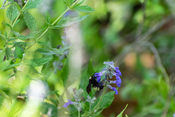 Bumblebee gathering nectar from purple flower