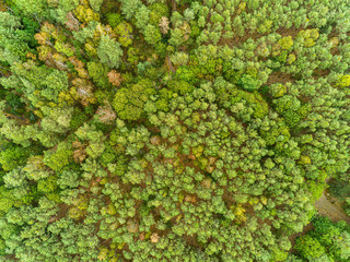 Obraz premium forest from above