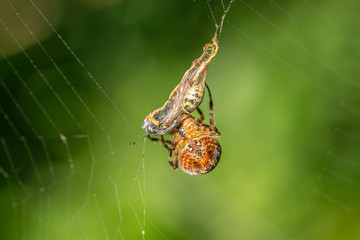 a big cross spider has caught a wasp as prey in its spider web and is now spinning it in