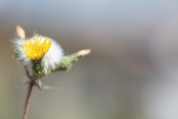 flower on green background