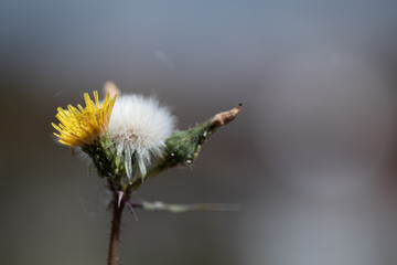 flower on green background