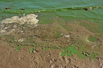 Blaualgen im ausgetrockneten Edersee