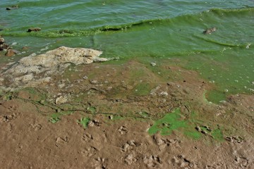 Blaualgen im ausgetrockneten Edersee