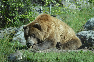 Naklejka na ściany i meble Grizzly bear in the outdoors