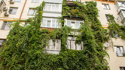Fototapeta na wymiar Grapes on the wall of an apartment building, green city concept