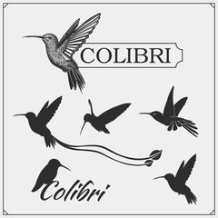 Fototapeta premium Hummingbird colibri bird silhouettes, logos, emblems and design elements. 