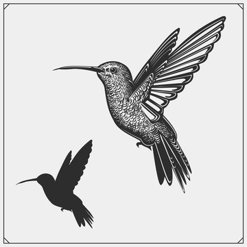 Hummingbird colibri bird silhouettes, logos, emblems and design elements. 