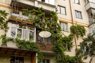 Grapes on the wall of an apartment building, green city concept
