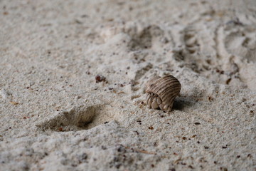 Crab walking on the beach