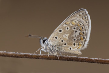 Polyommatus icarus celina common blue butterfly small delicate looking insect posing still asleep on a twig flash lighting