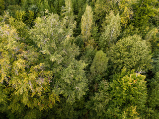 aerial view on a forest in Germany taken using a drone