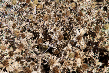 Dried Thistle fields for textured background
