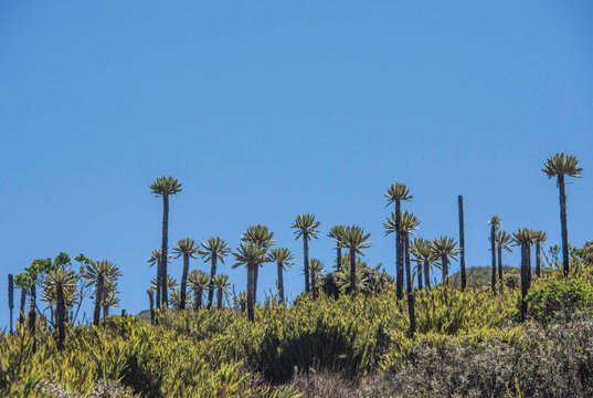 Frailejones in the Andean moors