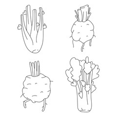 Linear vector illustration of celery stalk, celery root and leaves isolated on white background. Hand drawn cartoon style. Vegetarian organic food ingredient. Healthy diet vegetable.
