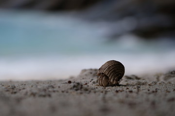 Crab walking on the beach