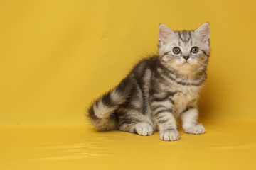 The British Shorthair Cat in room