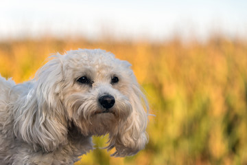 Maltipoo in der Abendsonne