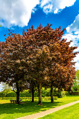 Four big trees real red norway maple or acer platanoides with its red leaves in a park on a sunny...