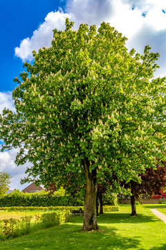 Beautiful and huge chestnut tree blooming in a park with green grass, wonderful sunny spring day with a blue sky and white clouds in Beek, south Limburg in the Netherlands Holland