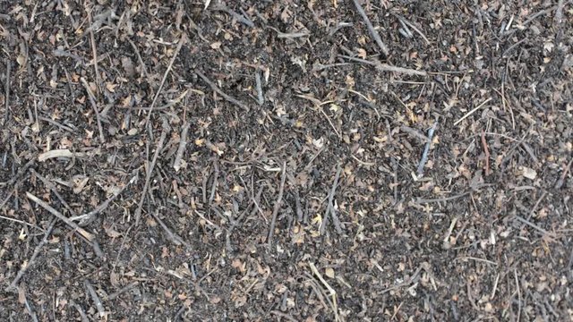 Ants slowly move around the anthill. Anthill close-up.