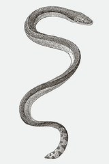 Yellow-bellied or pelagic sea snake hydrophis platurus in top view. Illustration after an engraving from the 19th century