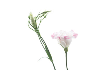 beautiful pink lisianthus flowers isolated on white