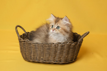 Obraz na płótnie Canvas The British Shorthair Cat in room