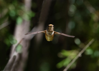 Rufous Hummingbird (Selasphorus rufus) Head-On in Flight