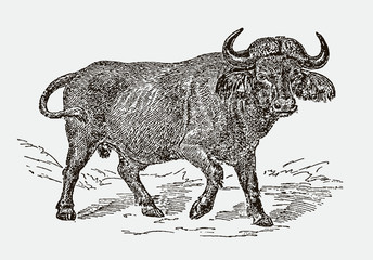 Male african or cape buffalo syncerus caffer. Illustration after an engraving from the 19th century