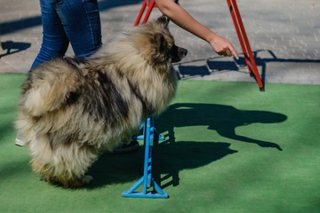 Dog training fun canine animal,  fast.