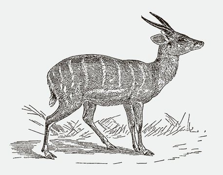 Male harnessed bushbuck or k&eacute;wel tragelaphus scriptus in side view. Illustration after an engraving from the 19th century