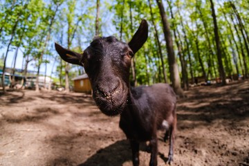 Fototapeta premium Goat animal farm mammal domestic, summer.