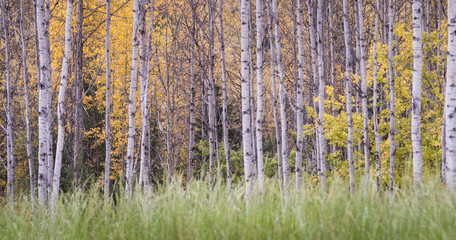 Aspen Autumn Mood