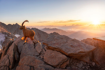 Coucher de soleil depuis le refuge de tête Rousse lors de l'ascension du Mont Blanc par la voie...