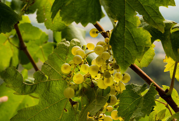 Prosecco grapes on a vineyard befor harvesting in Treviso hills