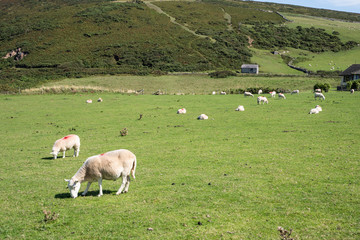Obraz premium landscape view of a green field with sheeps grazing.