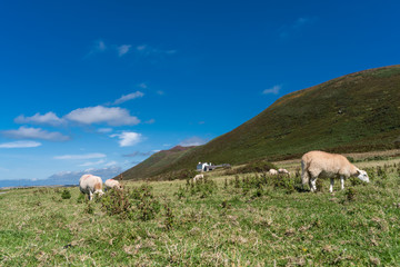 . Sheeps Animals Landscape Meadow Farm