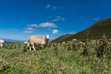 Photo of sheeps grazing on grass