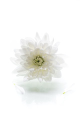 single flower of white chrysanthemums isolated on a white
