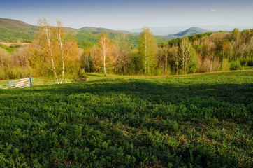 Fototapeta na wymiar Scenic green field and forest landscape