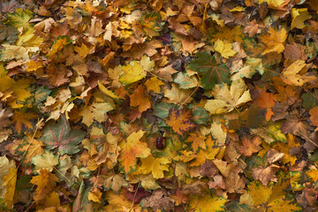 Carpet of bright autumn leaves with acorns